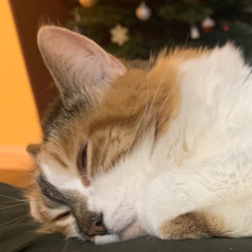 Meet your Posher, Gemma